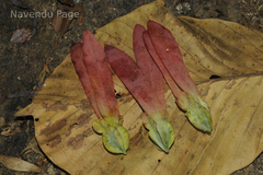 Dipterocarpus bourdillonii